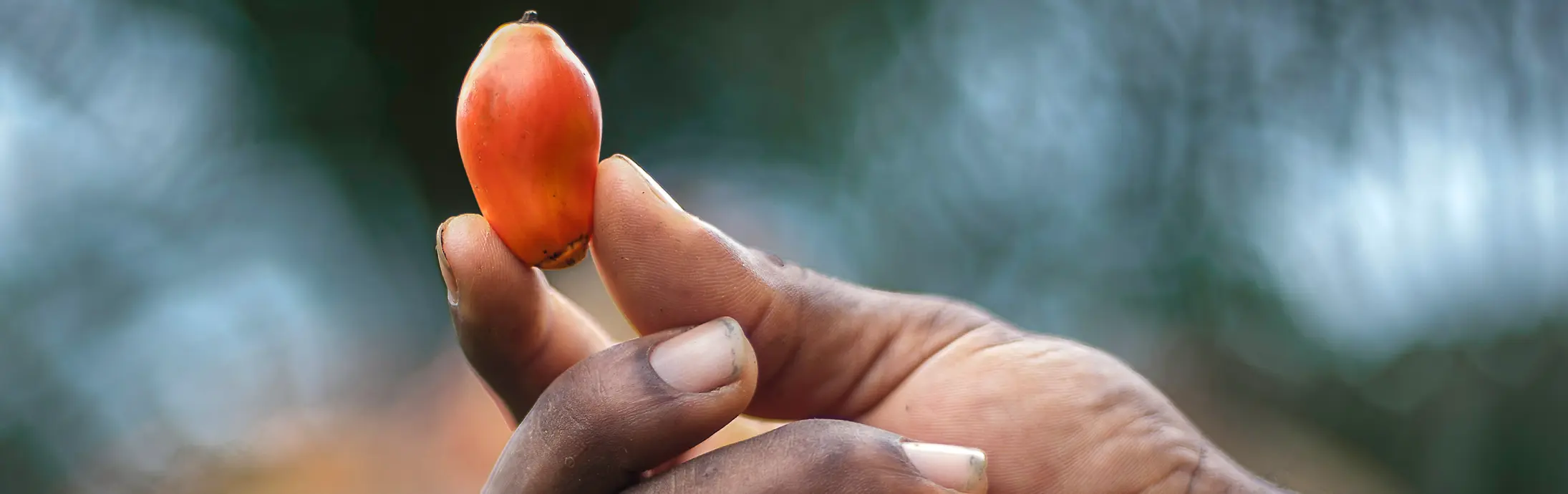 两只手指拿着新鲜的棕榈果，在自然光下表面光滑清晰可见。