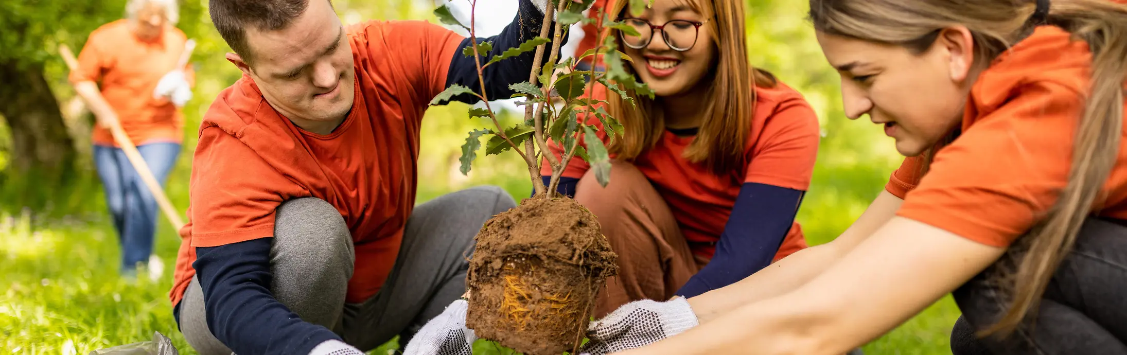 几个人在阳光明媚的草地公园中协作种植一棵小树。